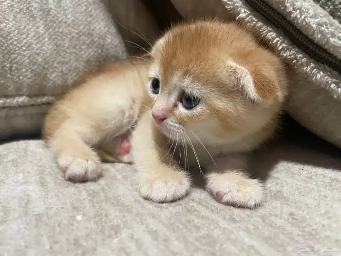 قطط سكوتش للبيع 2