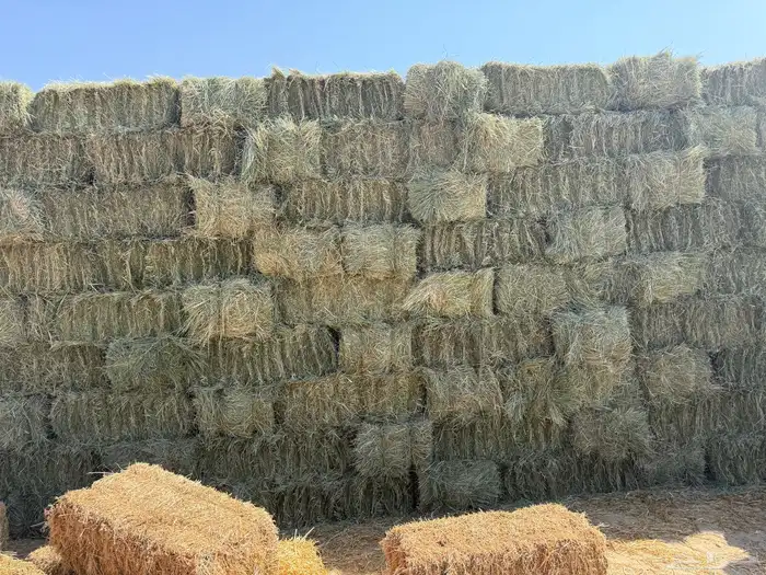 رودس مشروع 0