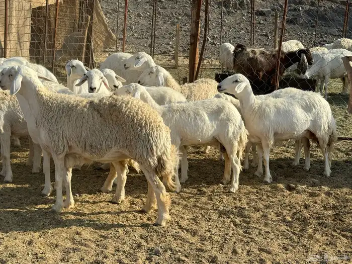 للبيع ارخال صنف حرش فاخره 9