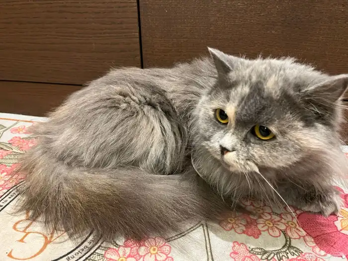 قطه شيرازي انثى للتبني 1