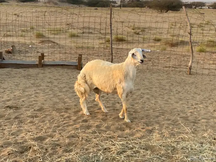 مشروع فحل حري 0