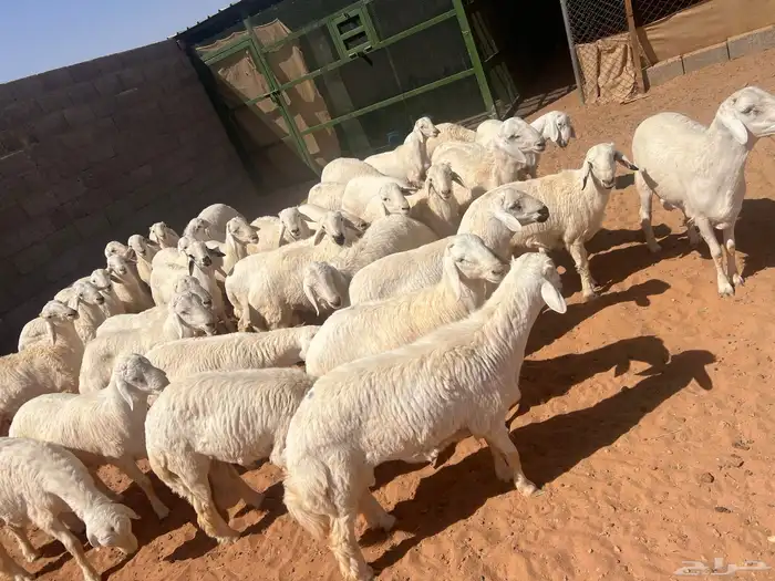 حريات ذبايح جملة او مفرد 1