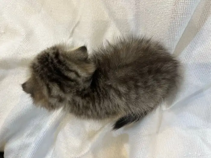 قطط سكوتش تربل فولد بيور 3