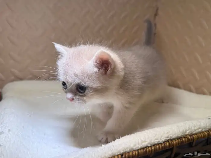 قطط بريتش للبيع بشهادة نسب موثوقه 17