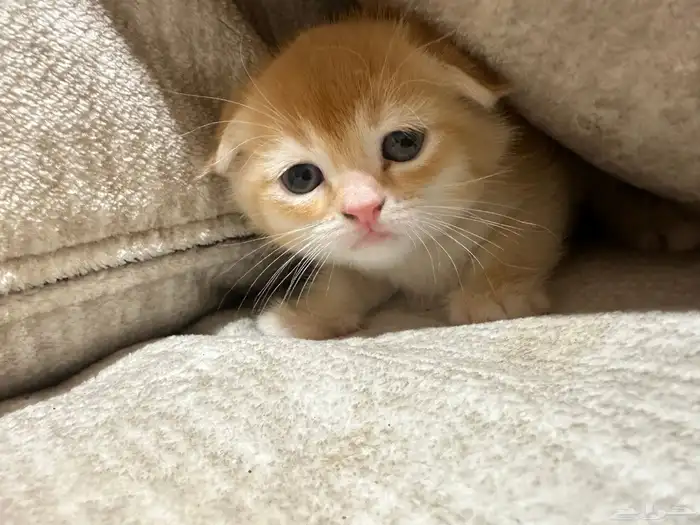 قطط سكوتش للبيع 6