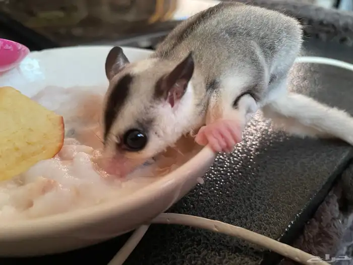 شوقر قلايدر عمر 3 شهور انثى 3