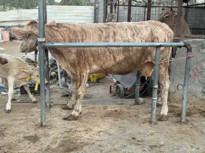 بقره دنماركيه صنف لاهل الصنف الفاخر تحتها عجل index