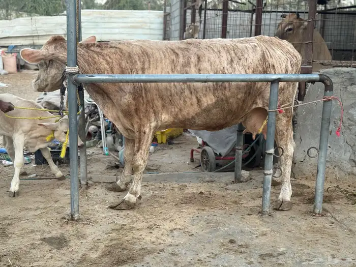 بقره دنماركيه صنف لاهل الصنف الفاخر تحتها عجل 0