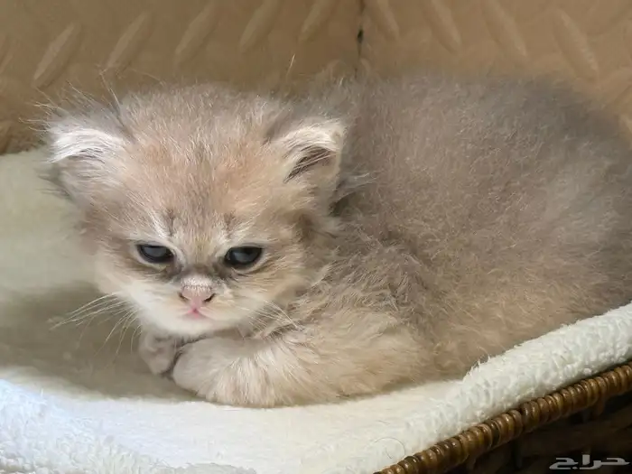 قطط بريتش للبيع بشهادة نسب موثوقه 14