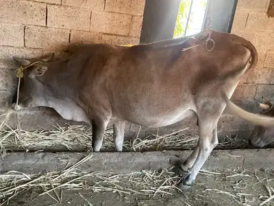 بقر للبيع مراح واحد العدد 15 الكبار 9 التبع 6 index