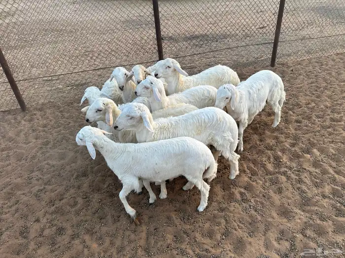 طليان حرية 6