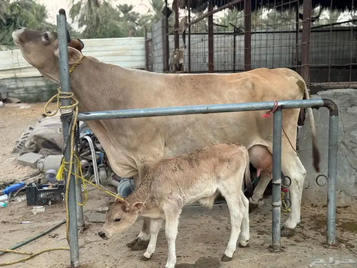 بقره سويسريه خصم تحتها عجل 3