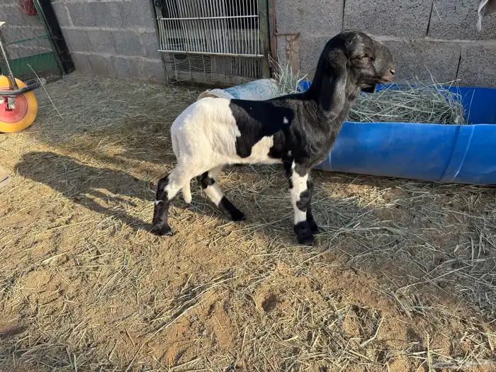 طلي داغور ساكني 0