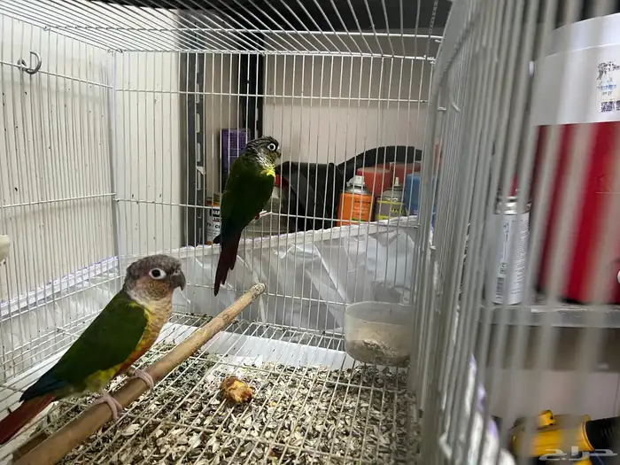 زوج كنيور جولي شيك 0