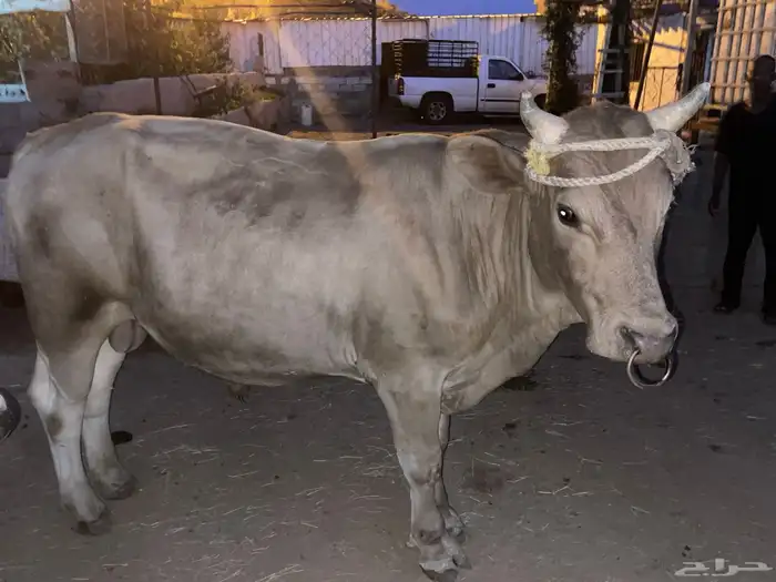 بقر للبيع مراح واحد العدد 15 الكبار 9 التبع 6 15