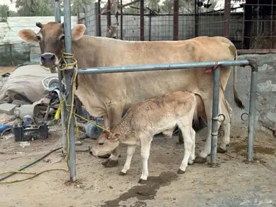 بقره سويسريه خصم تحتها عجل index