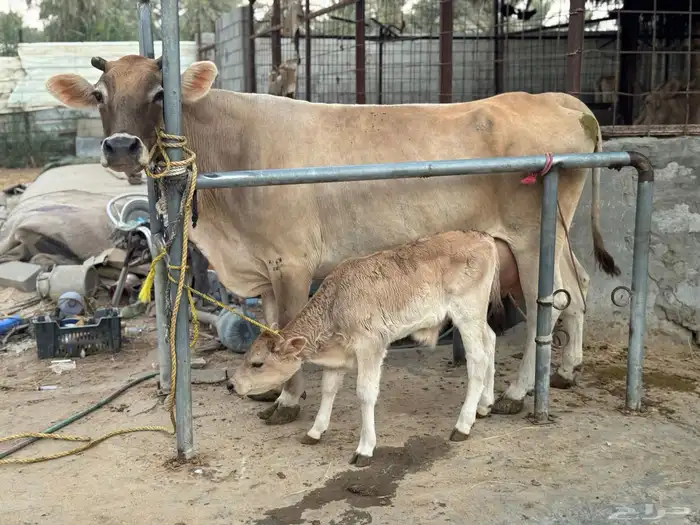 بقره سويسريه خصم تحتها عجل 2