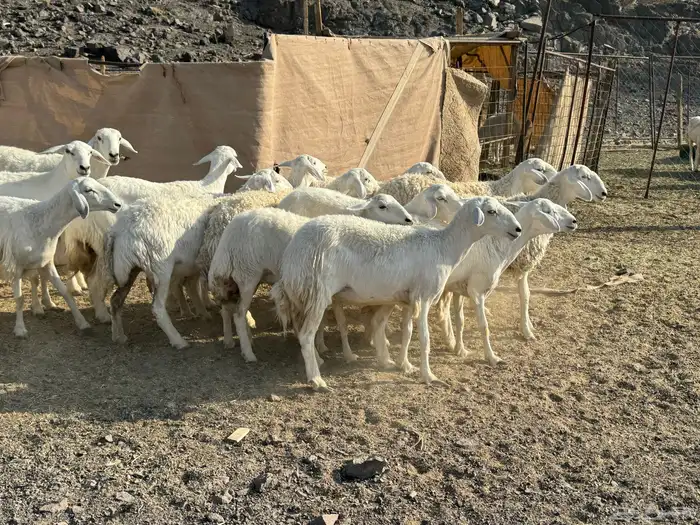 للبيع ارخال صنف حرش فاخره 7