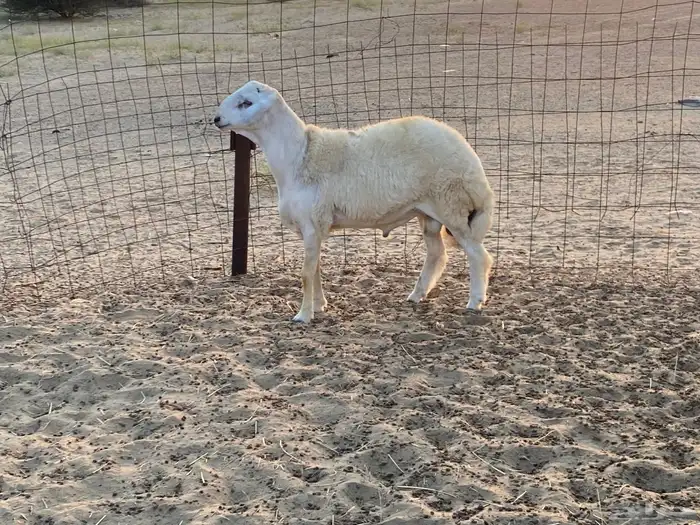 مشروع فحل حري 3