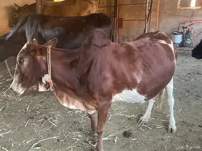 بقر للبيع مراح واحد العدد 15 الكبار 9 التبع 6 index