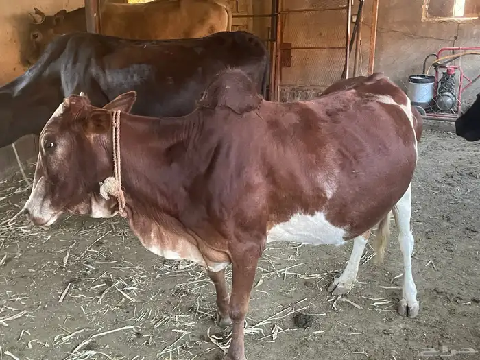 بقر للبيع مراح واحد العدد 15 الكبار 9 التبع 6 3