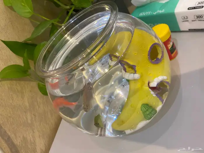 سمك للبيع مع علبة اكل وحوض وتحفة بالحوض كلها ب50 ريال 3