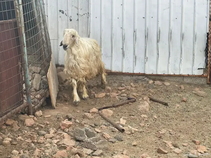 فحل عيسي غير مشروط 6