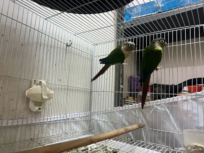 زوج كنيور جولي شيك 1