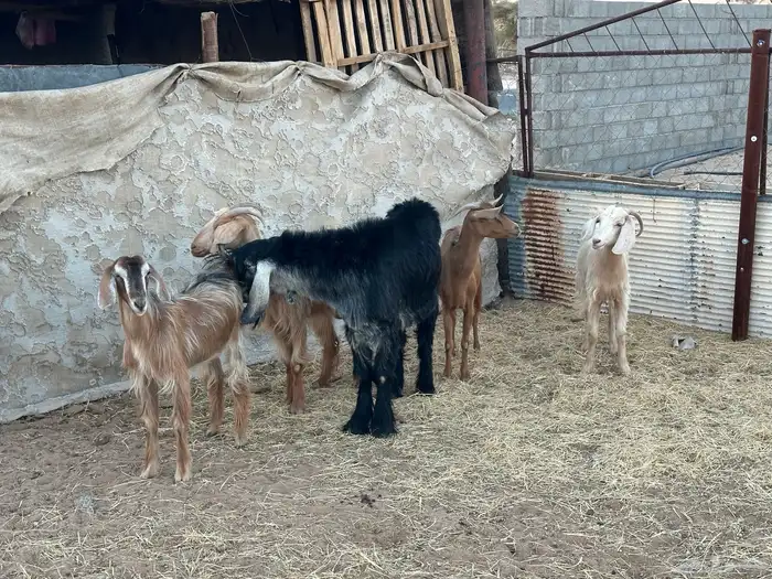 خمس بي الفحل مصريات 0