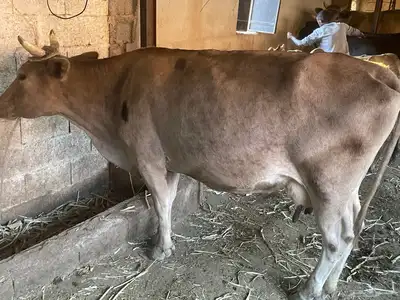 بقر للبيع مراح واحد العدد 15 الكبار 9 التبع 6 index