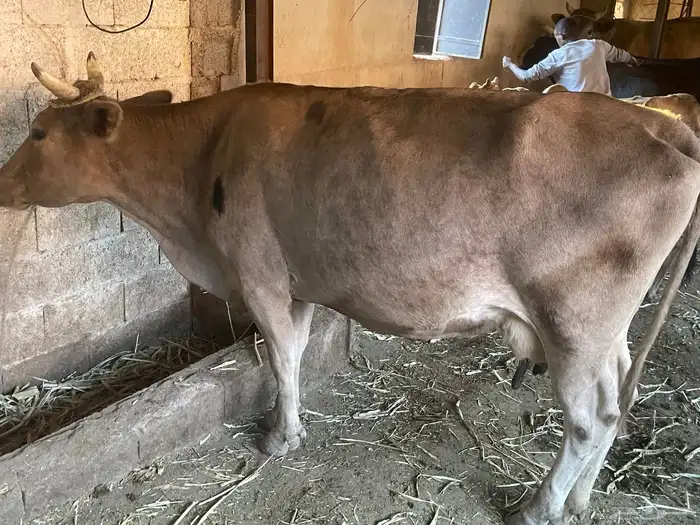 بقر للبيع مراح واحد العدد 15 الكبار 9 التبع 6 6