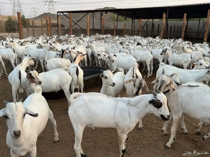 تيوس صومالي جذعان مربى 0