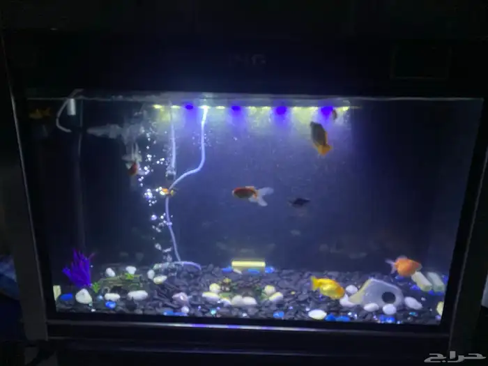 حوض سمك الاحساء 1