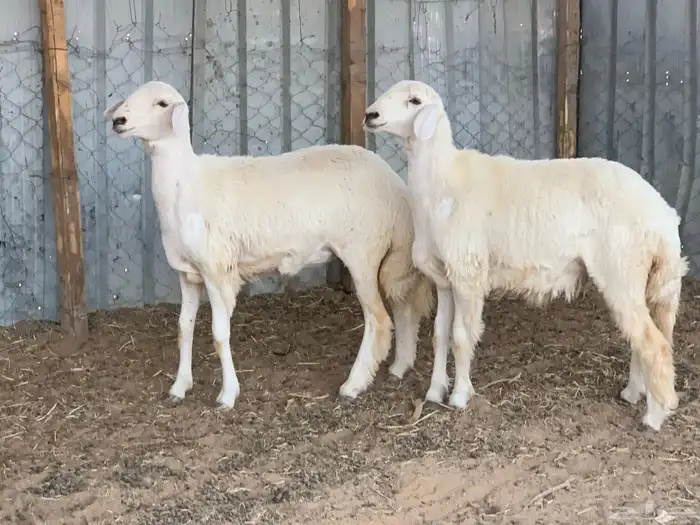 رخال حريات 0