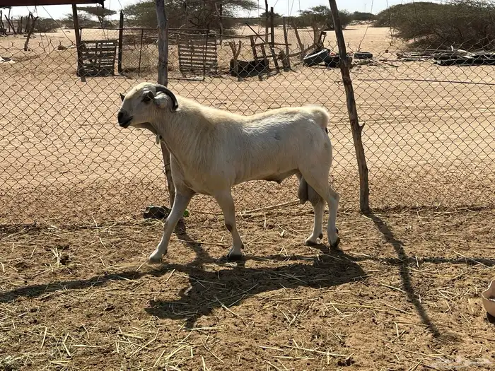 تيس فحل بيشي السن جامع 0