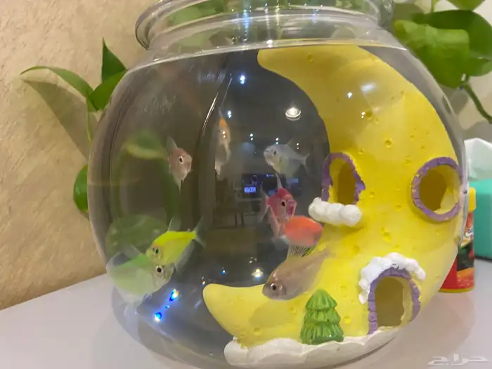 سمك للبيع مع علبة اكل وحوض وتحفة بالحوض كلها ب50 ريال 5