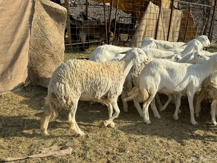 للبيع ارخال صنف حرش فاخره 3