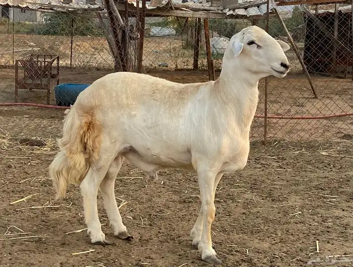 فحل حري جذع العمر تقريب ا حدود 6 شهور ال 7 4