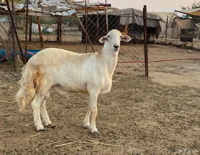 فحل حري جذع العمر تقريب ا حدود 6 شهور ال 7 0