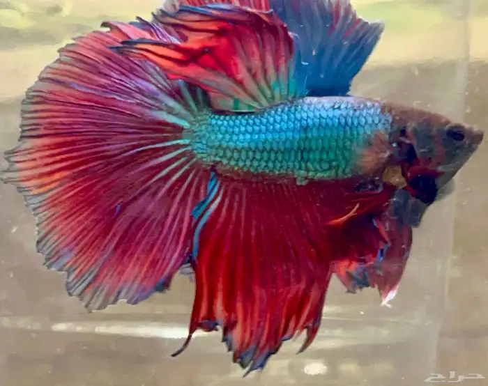 للبيع اسماك فايتر هاف مون عرض خاص السمك 15 13