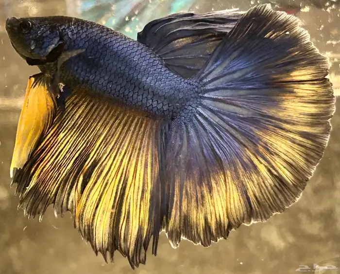 للبيع اسماك فايتر هاف مون عرض خاص السمك 15 4