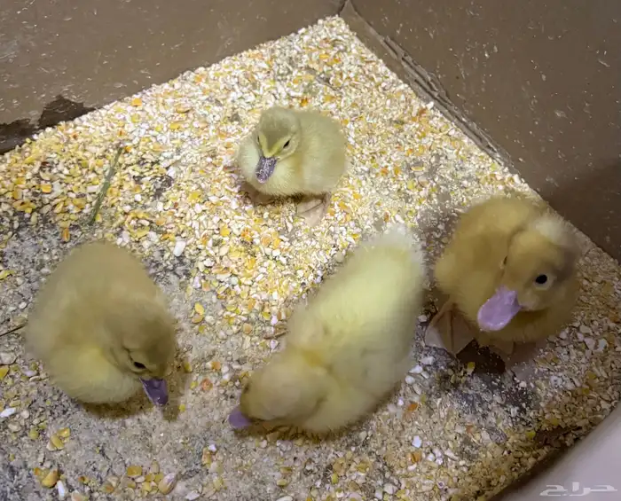 بط عمر من اسبوع الى 10 ايام 2