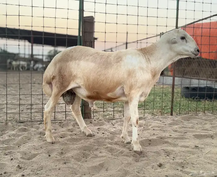 مشروع فحل أصمع (رفيدي) 5