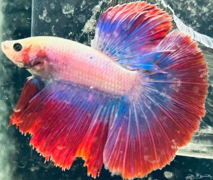 للبيع اسماك فايتر هاف مون عرض خاص السمك 15 5