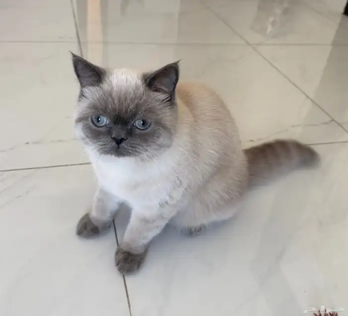 قطه همالايا بيور انثى 2