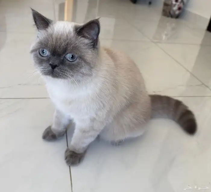 قطه همالايا بيور انثى 1