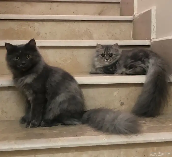 شيرازي ذكر و انثى 0