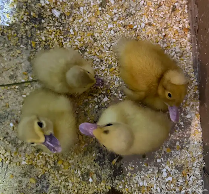 بط عمر من اسبوع الى 10 ايام 0