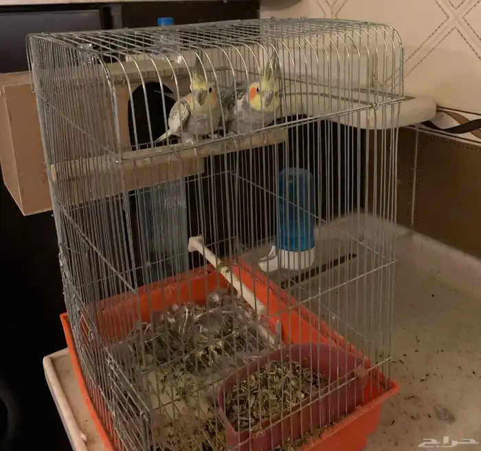 جوز طيور كروان 3