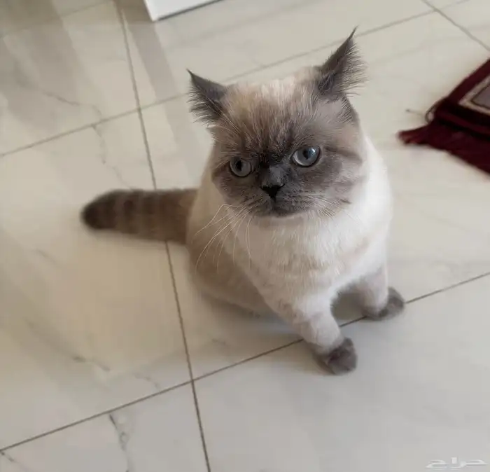 قطه همالايا بيور انثى 0